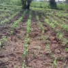 maize after planting on ffs farm